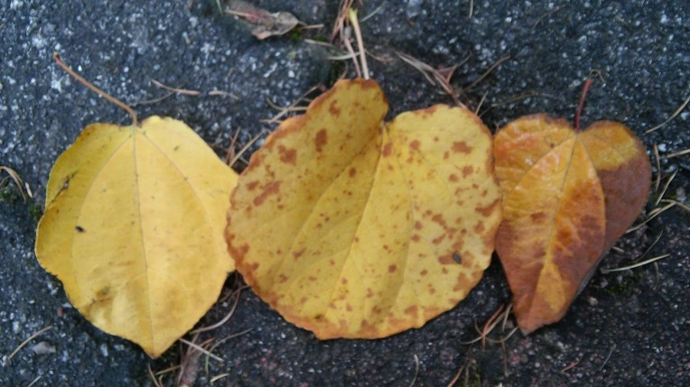 25077336561F580E2F9571