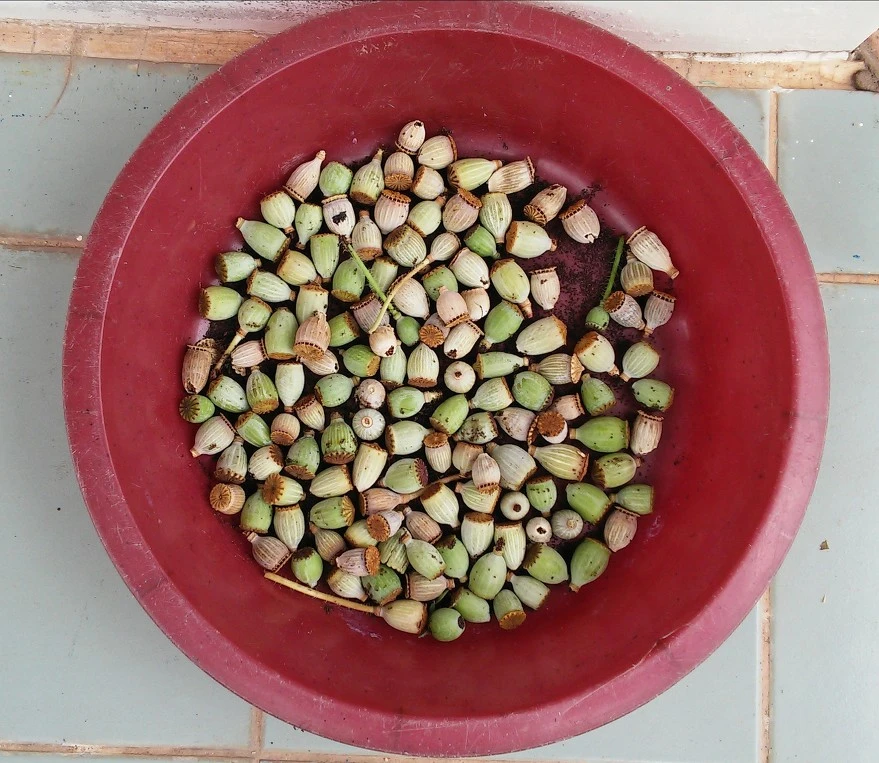 250B1340575E4234336378