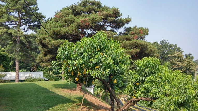 233A133B576496BE180439