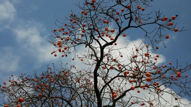 275A1E335820578025B5CE