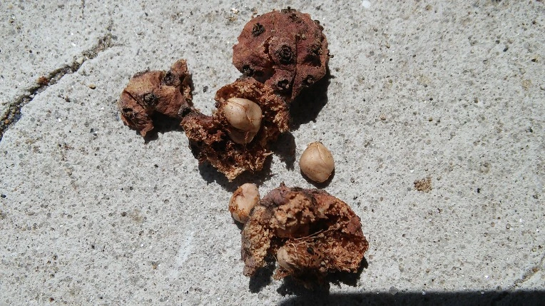 211B124F56FB8CC6056A80