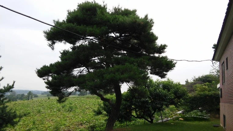 246B123A5796DC29072521