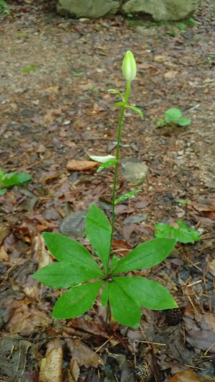 99555C355DBE67CB37621B