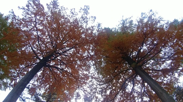 99587C405BD6AD3C3678DD