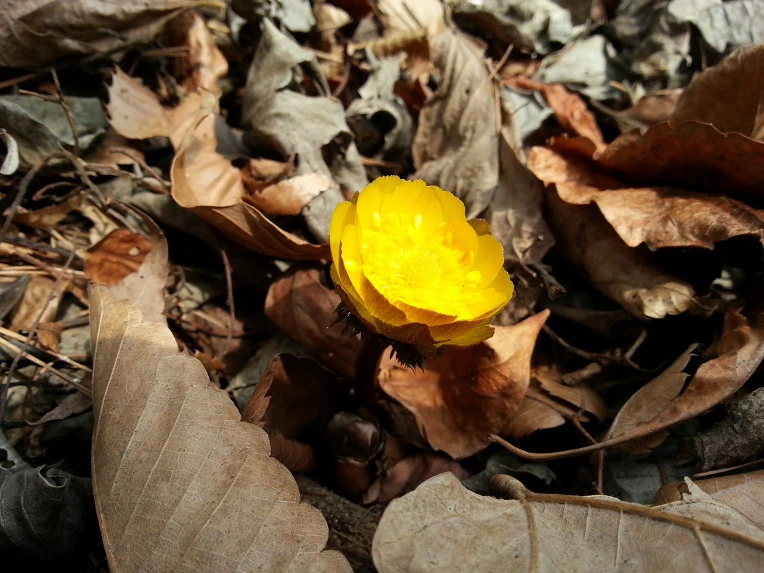 2766FA4553016446306612