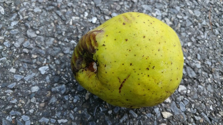 99E64E425BEB80FE24B549