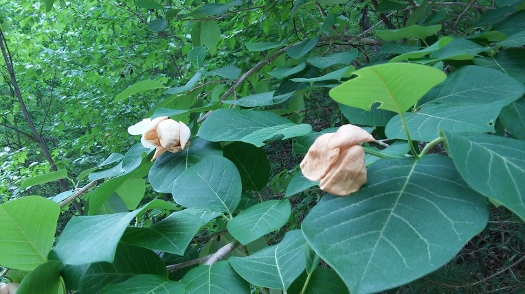 99C8FF4C5CF6102C12A0D1