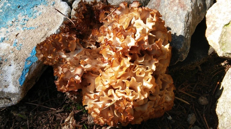 2720054255F11E6A011ED1