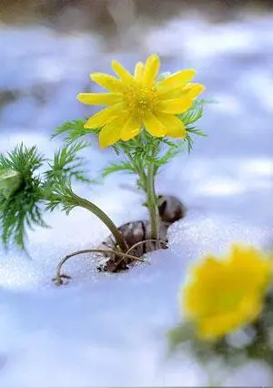 127E0D404D7575B726EC30