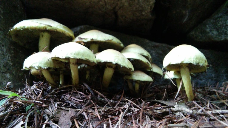 2717F44255F11E640803A5