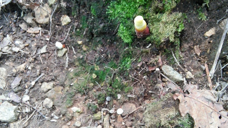 2156274C56988008062F56