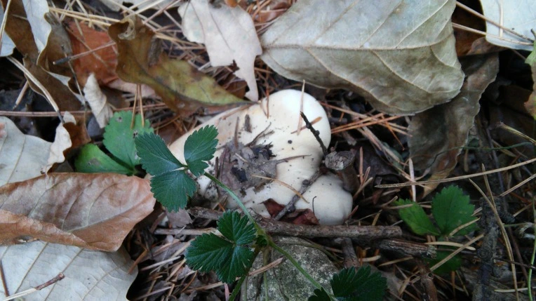 270BB74E563C4615375EBB