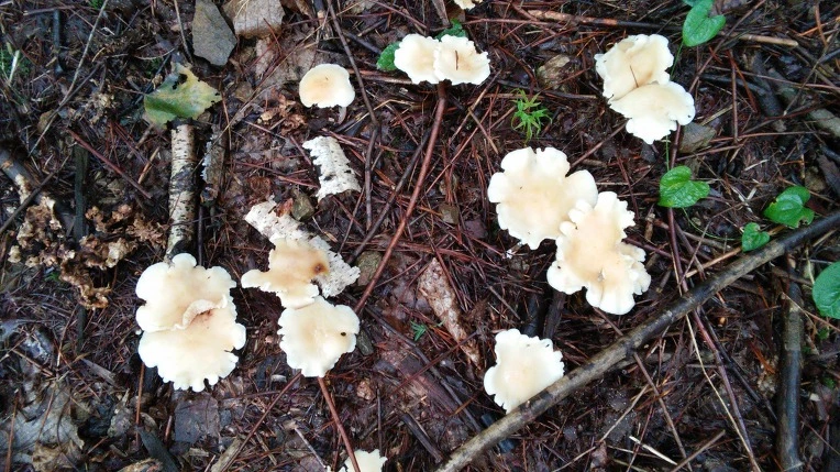 267E9E4A56987F8A0EAB12