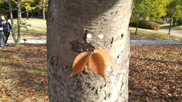 225145365630851A221306