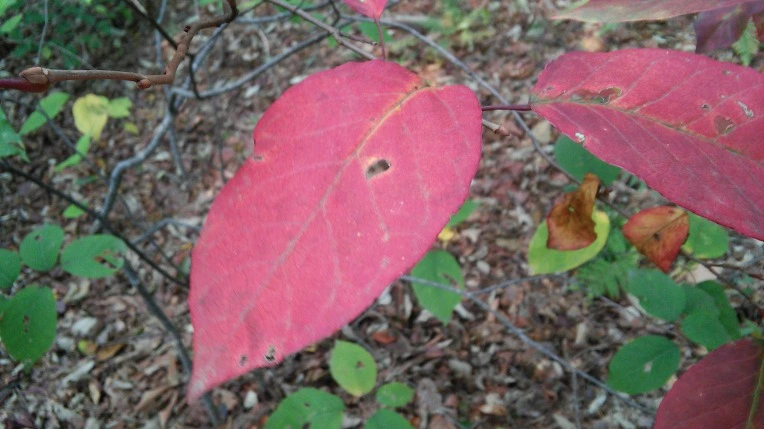 23332742560FBC78305CB9