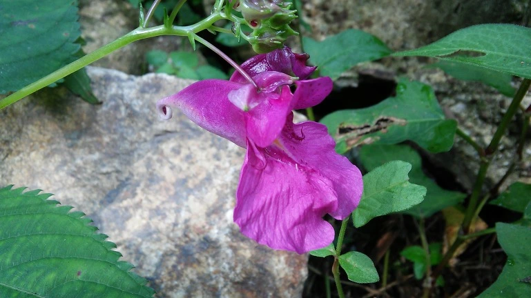 2705783F564EB2703270A6