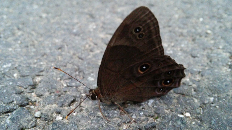 2170273655F283CD397680