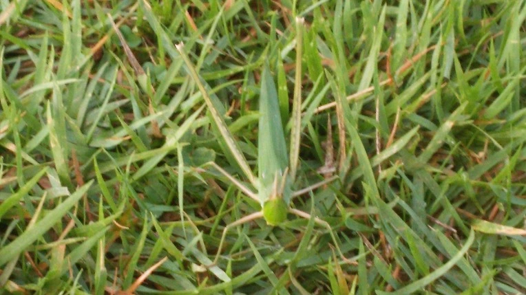 241C4F4157B27F651E0331