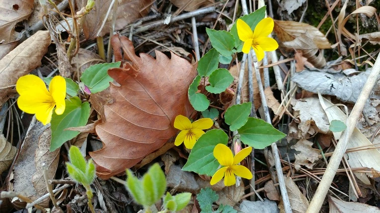 99EB083B5AD54ADD1AE770