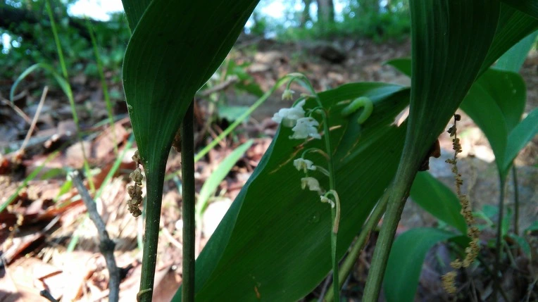 25391349572929B702D504