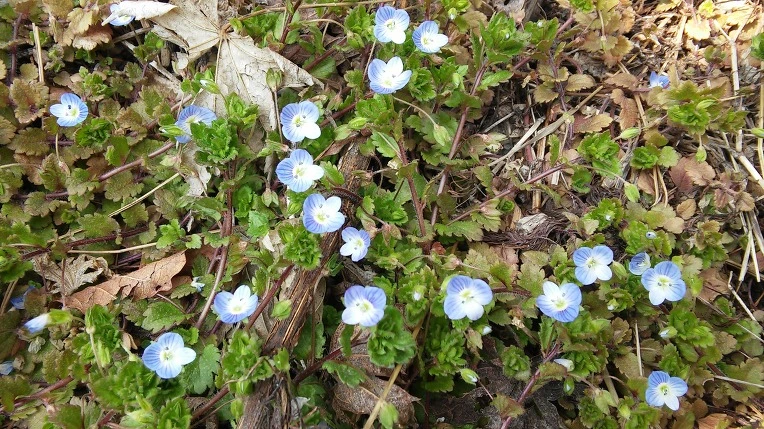 2111723556F775F52EDFDB