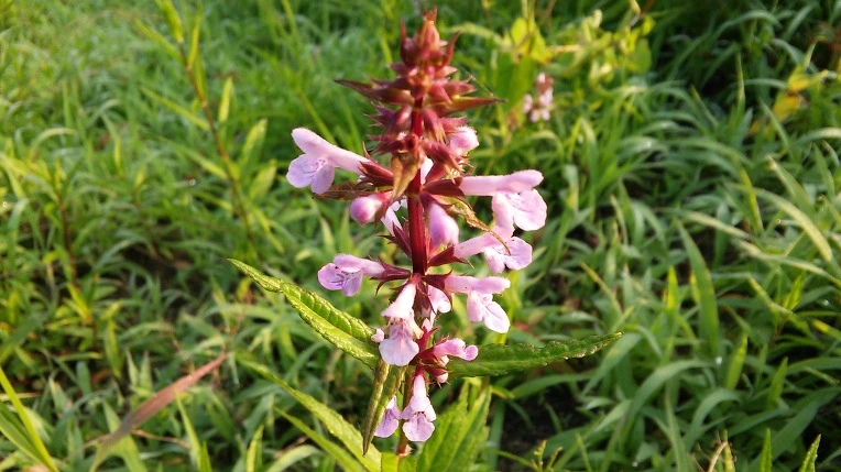 2120CF50576F7CF9136937