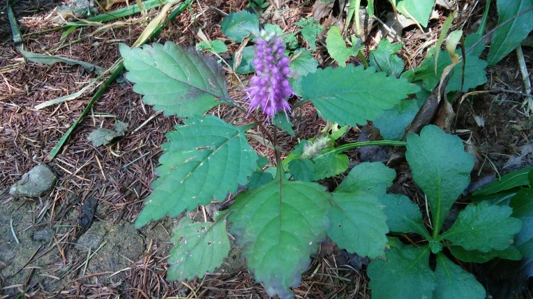 240CAC42560E042209B1CA