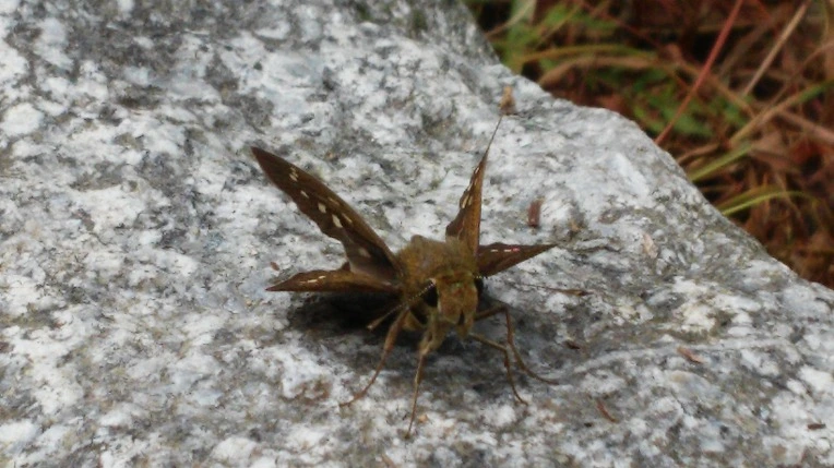 274F064655ADF9E40AFF8D