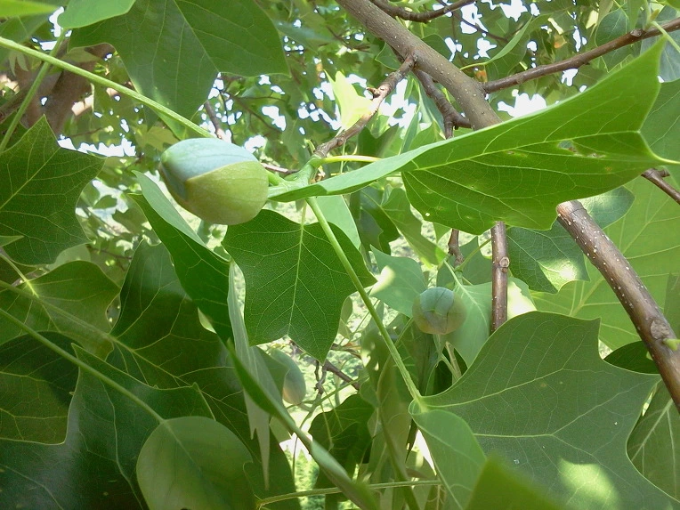 157E084A4FC19DCD05FDB8