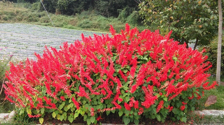 2252C73357E767C2201C38