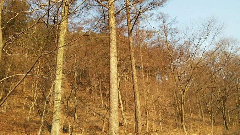 2447A73756F721CE19FDCA