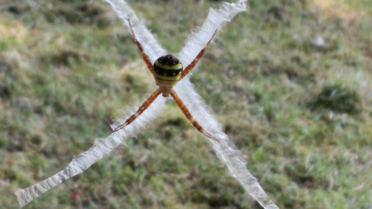 2177DF4455F11E800F66AD