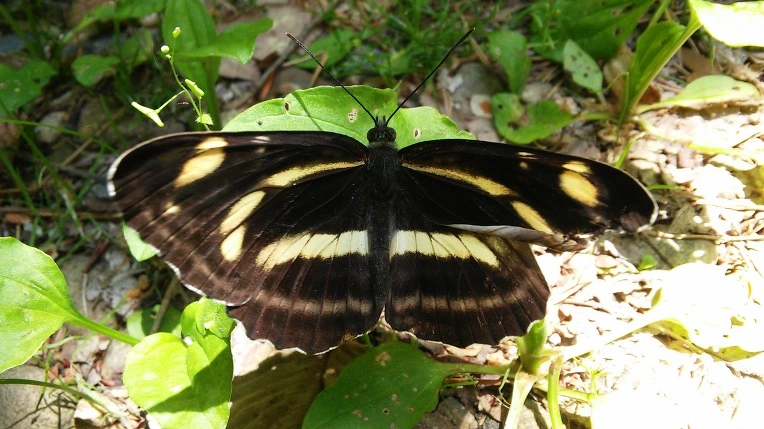 255C594A59339B6E3A6CB3