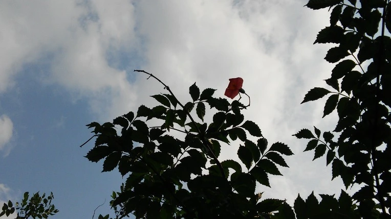 uxvExo6ybCQ9QaFOZOYIG8E-pzY