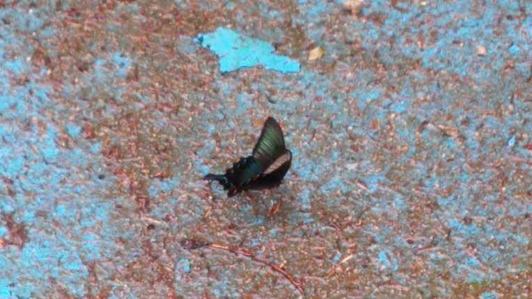 222C093D55ADF9CF3A7356