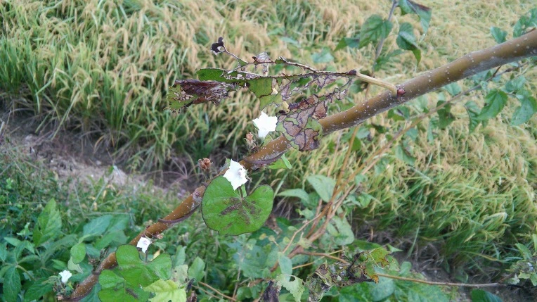 275E3D4957E701E52351F0