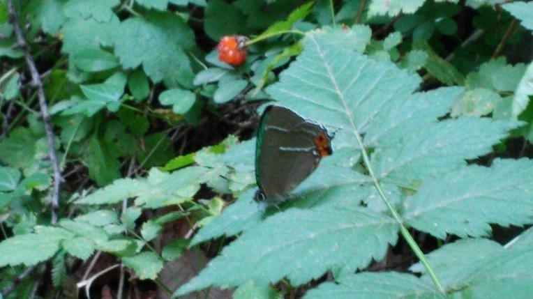 26782E435699F2FF2A8613