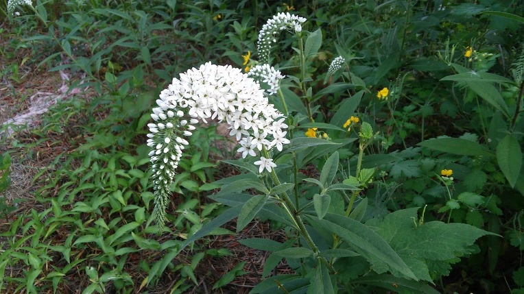 215E85345758ED4E1B284C