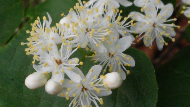 260CBF4A5722BCE2146C20