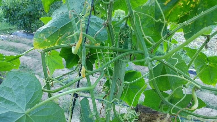 99EDEA385B6F799D344256