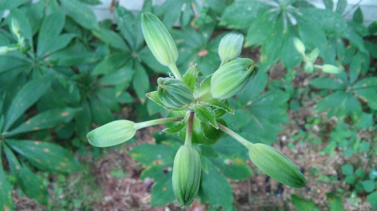 24046D3F595DCCFB17476A