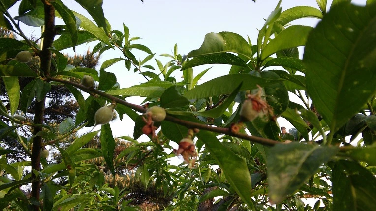 27771235572E674D27F912