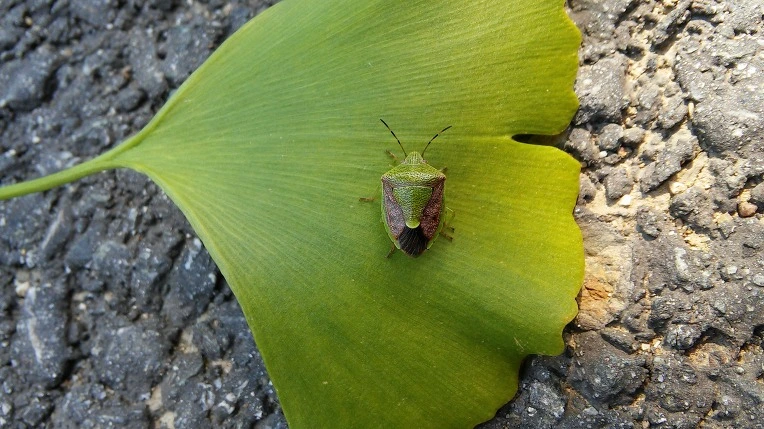 276DE544560E046434377F