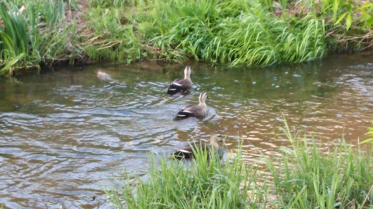 2752474D5717E91F233D7B