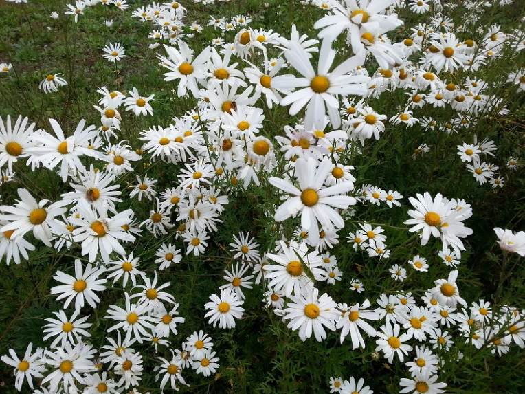 2244A134542419CF200EF8