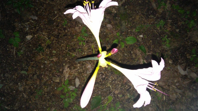 99F575335984F694165488