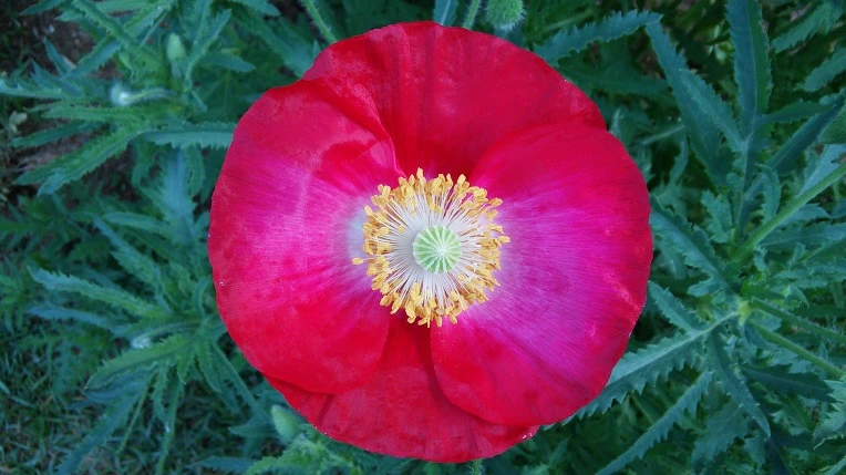 27782A4E591BAE3530810C