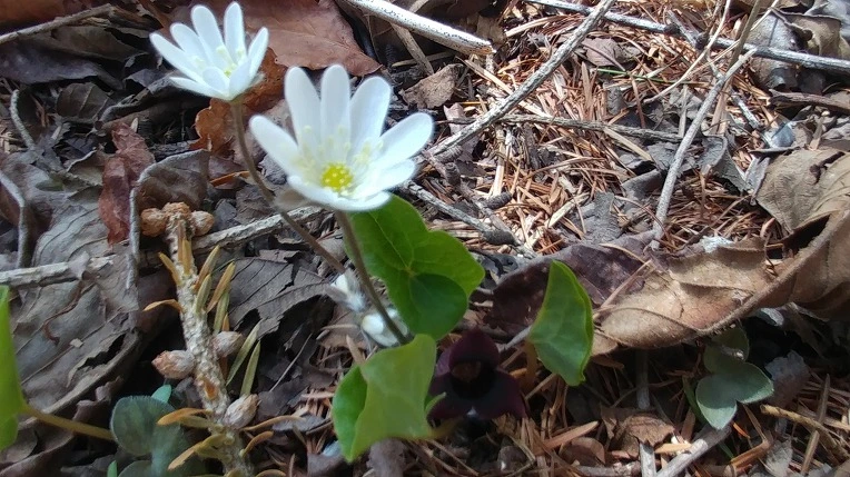 998209355AD54B6C1FCF4F