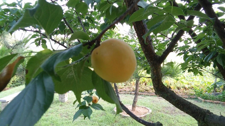 2270CC4E576F800821661E