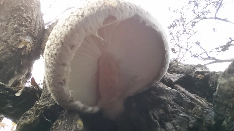 260AB14856499AD6099BED